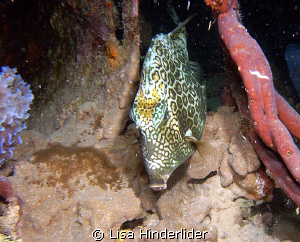 Nighty nite!  Honeycomb Cow sleeping on night dive. by Lisa Hinderlider 